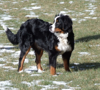 Hummel vom Rönnbaum