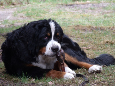 Hummel vom Rönnbaum