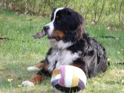 Hummel vom Rönnbaum