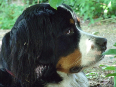 Hummel vom Rönnbaum