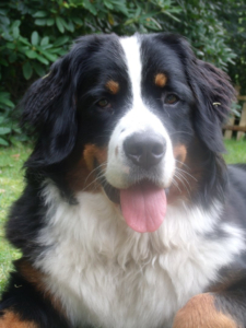 Hummel vom Rönnbaum